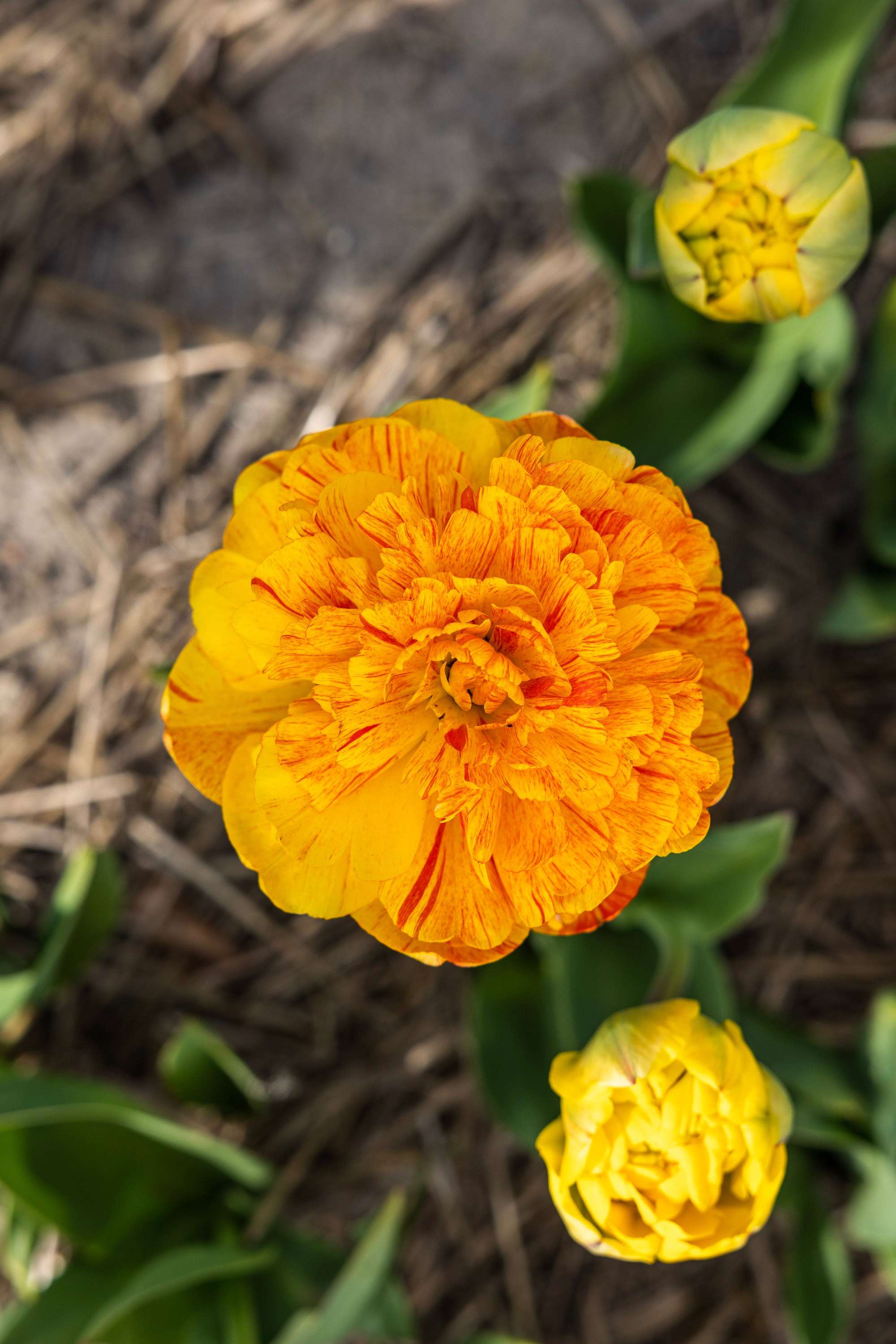 Tulpe 'Sun Lover'